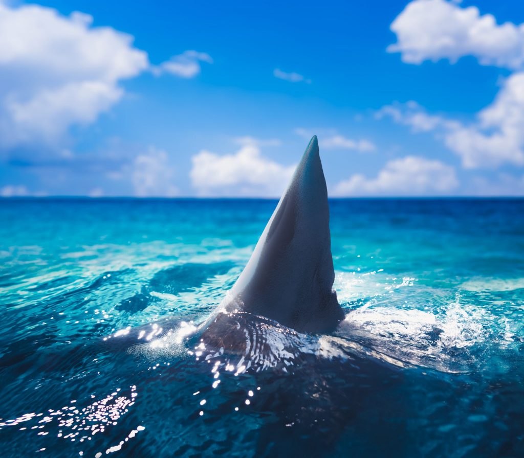 shutterstock_762059074-1-scaled-2.jpg shutterstock_762059074-1-scaled-2.jpg
