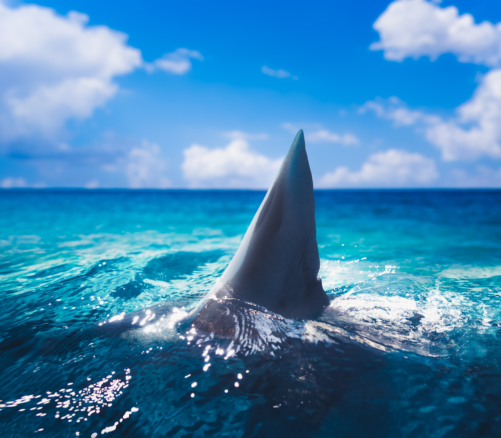 shutterstock_762059074-1.jpg shutterstock_762059074-1.jpg
